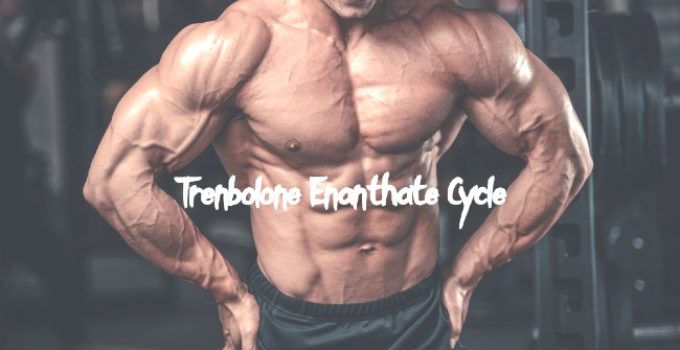 Trenbolone Enanthate Cycle